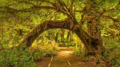 Bing wallpaper July 13, 2020. The Hoh Rainforest in Olympic National Park, Washington state (© Jorge Romano/Offset by Shutterstock)