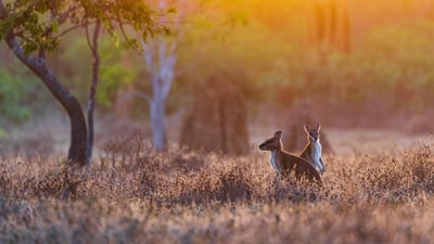 Bing wallpaper September 16, 2024. Wallabies at sunrise, Adelaide River, Northern Territory, Australia (© Jeremy Woodhouse/Getty Images)