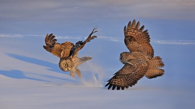 Bing wallpaper February 7, 2021. Great gray owls in Montreal, Canada (© rollandgelly/Getty Images)
