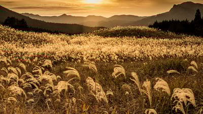 Bing wallpaper September 26, 2021. ｢曽爾高原の夕焼け｣奈良県 (© Ken1200/Shutterstock)