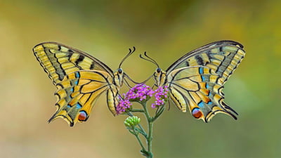 Bing wallpaper June 20, 2022. Old World swallowtail butterflies on a flower (© Alberto Ghizzi Panizza/Getty Images)