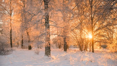 Bing wallpaper December 20, 2025. Lumière de l’aube à travers les arbres givrés, Suède (© Schon/Getty Images)