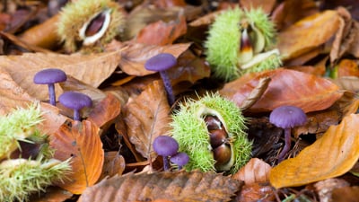 Bing wallpaper October 15, 2019. ｢イガグリとウラムラサキ｣イギリス, ノーフォーク (© Gary K. Smith/Minden Pictures)