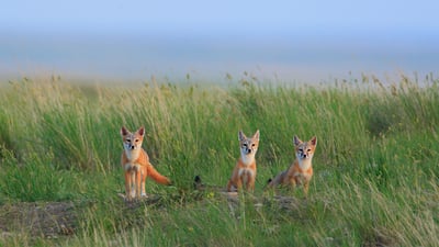 Bing wallpaper August 3, 2019. Swift fox pups in Grasslands National Park near Val Marie in Saskatchewan, Canada (© John E Marriott/age fotostock)