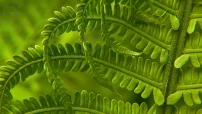 Bing wallpaper March 30, 2021. Detail of an ostrich fern in spring, Washington state (© Stephen Matera/Tandem Stills + Motion)