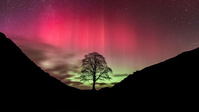 Bing wallpaper February 20, 2022. Aurora borealis over Sycamore Gap Tree, Hadrian's Wall, Northumberland, England (© Guy Edwardes/NPL/Minden Pictures)