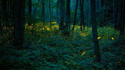 Bing wallpaper June 5, 2020. Synchronous fireflies illuminate the forests of Great Smoky Mountains National Park, Tennessee (© Floris van Breugel/Minden Pictures)