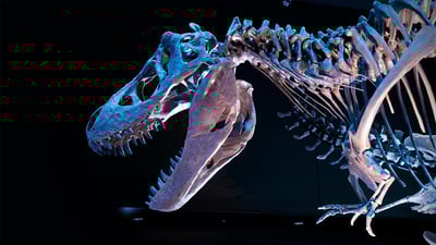 Bing wallpaper August 12, 2020. Fossil skeleton of a Tyrannosaurus rex (© Corbin17/Alamy)