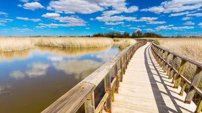 Bing wallpaper June 28, 2020. Bridge over Las Tablas de Daimiel National Park wetland, Ciudad Real, Spain (© Jacinto Marabel Romo/Shutterstock)