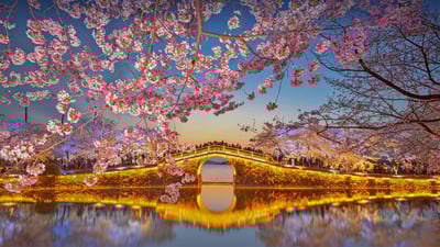 Bing wallpaper April 3, 2022. Cherry blossoms at Lake Tai at Wuxi, China (© Eric Yang/Getty Images)