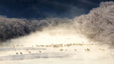 Bing wallpaper January 19, 2020. ｢けあらしの中のタンチョウ｣北海道, 雪裡川 (© Paul & Paveena Mckenzie/Gettyimages)