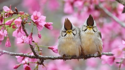 Bing wallpaper April 18, 2023. Taiwan yuhina pair, Alishan National Scenic Area, Taiwan (© Staffan Widstrand/Minden Pictures)