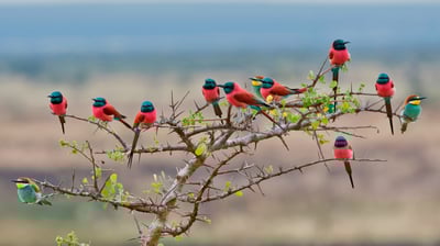 Bing wallpaper July 31, 2021. Northern carmine and European bee-eaters in Mkomazi National Park, Tanzania (© webguzs/Getty Images)