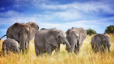 Bing wallpaper May 17, 2024. A family of African elephants in Tarangire National Park, Tanzania (© Vicki Jauron, Babylon and Beyond Photography/Getty Images)