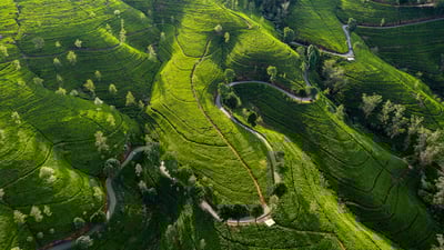 Bing wallpaper July 23, 2023. Edinburgh Tea Estate, Nuwara Eliya, Sri Lanka (© Jeremy Woodhouse/Getty Images)