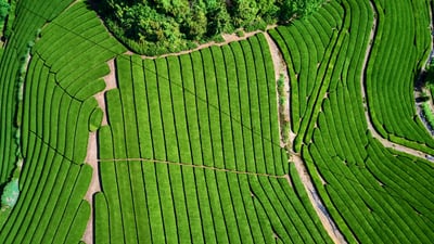 Bing wallpaper April 30, 2021. ｢宇治の茶畑｣京都府, 宇治市 (© Tuul and Bruno Morandi/Alamy Stock Photo)