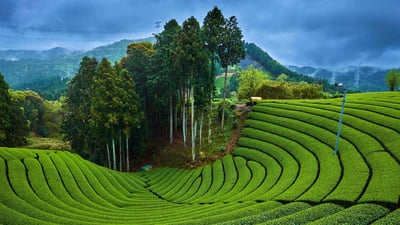 Bing wallpaper April 30, 2024. 和束町の茶畑, 京都府 (© Tuul & Bruno Morandi/Getty Images)