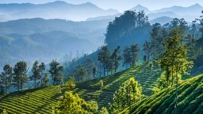 Bing wallpaper February 11, 2022. Tea plantations, Munnar, Kerala, India (© SvitlanaBelinska/iStock/Getty Images Plus)