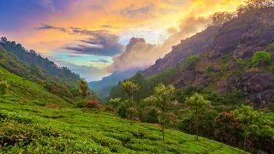 Bing wallpaper April 2, 2024. Tea plantation near Munnar, Kerala (© Peter Zelei Images/Moment/Getty Images)