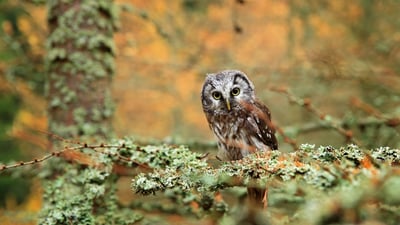 Bing wallpaper October 5, 2025. Boreal owl in a forest in Central Europe (© Ondrej Prosicky/Alamy)