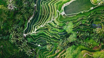 Bing wallpaper September 5, 2019. Tegallalang terrace farms in Ubud, Bali, Indonesia (© gorgeoussab/Shutterstock)