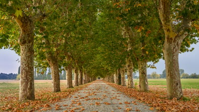 Bing wallpaper September 20, 2025. Viale alberato, Pinerolo, Torino, Piemonte (© Diana Robinson Photography/Moment)
