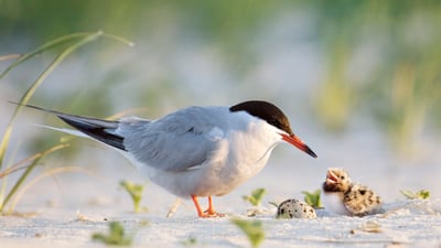 Bing wallpaper June 18, 2023. Common tern father with chick, Nickerson Beach, Long Island, New York (© Vicki Jauron, Babylon and Beyond Photography/Getty Images)