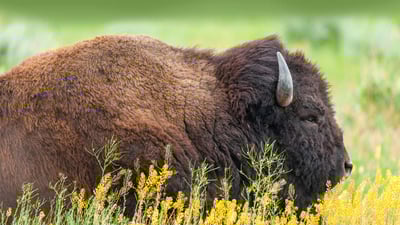 Bing wallpaper August 29, 2023. American bison in Grand Teton National Park, Wyoming (© Enrique Aguirre Aves/Getty Images)