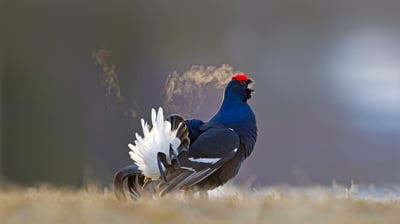 Bing wallpaper April 8, 2021. Black grouse male calling at a lek site in Kuusamo, Finland (© Oliver Smart/Alamy)
