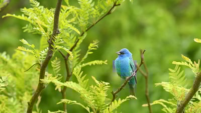 Bing wallpaper May 11, 2024. An indigo bunting perched on a branch, Texas (© Jeff R Clow/Getty Images)