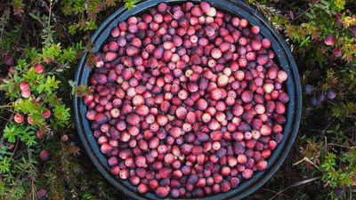 Bing wallpaper October 9, 2023. A bowl full of cranberries, Ontario, Canada (© plainpicture/Design Pics/Julie DeRoche)
