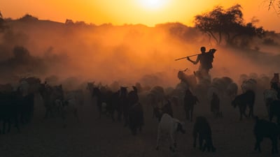 Bing wallpaper August 11, 2019. Shepherd with flock of sheep at dawn, Thar desert (© Laurent Geslin/Minden Pictures)