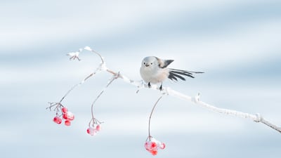 Bing wallpaper January 19, 2026. 栖息在树枝上的北长尾山雀，大庆市，中国黑龙江省 (© Visual China Group/Getty Images)