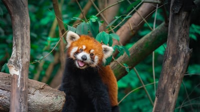 Bing wallpaper July 21, 2024. 树上的中国小熊猫, 成都, 四川省, 中国 (© Jackyenjoyphotography/Getty Images)