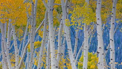 Bing wallpaper September 20, 2019. Quaking aspens of Pando in Fishlake National Forest, Utah (© Don Paulson/Danita Delimont)