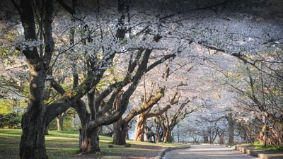 Bing wallpaper April 15, 2023. Japanese cherry blossom trees in High Park, Toronto (© Oleksandra Korobova/Getty Images)