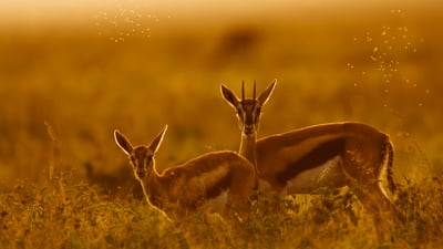 Bing wallpaper July 12, 2025. Thomson's gazelle mother and fawn, Maasai Mara, Kenya (© Gallo Images/DanitaDelimont.com)