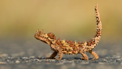 Bing wallpaper March 8, 2020. Thorny Devil (Moloch horridus) in Watarrka National Park, Northern Territory (© Yva Momatiuk and John Eastcott/Minden Pictures)