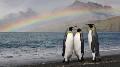 Bing wallpaper April 25, 2022. Three king penguins on the shore of St. Andrew's Bay, South Georgia Island (© Paul Souders/Getty Images)
