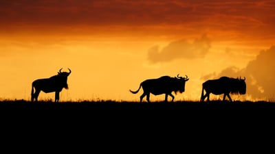 Bing wallpaper May 3, 2023. Wildebeests in the Maasai Mara National Reserve, Kenya (© Matt Polski/Getty Images)
