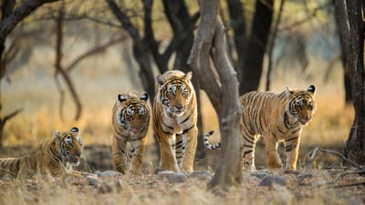 Bing wallpaper July 29, 2026. A family of Bengal tigers at Ranthambore National Park, Rajasthan, India (© Archna Singh/Shutterstock)