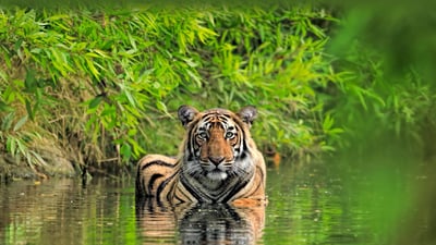 Bing wallpaper July 29, 2023. Bengal tiger, Ranthambore National Park, India (© Andy Rouse/Minden Pictures)