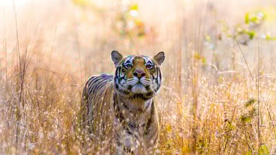 Bing wallpaper May 20, 2022. Tiger in Kanha National Park in Madhya Pradesh, India (© Trevor Scouten/Shutterstock)