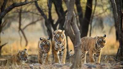 Bing wallpaper February 25, 2024. Tiger family a stroll one early morning at Ranthambhore National Park, Rajasthan, India (© Archna Singh/Shutterstock)