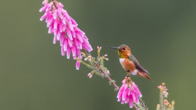 Bing wallpaper September 2, 2023. Allen's hummingbird, Santa Cruz, California (© mallardg500/Getty Images)