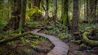 Bing wallpaper August 11, 2024. Wooden path to Kennedy Lake, Vancouver Island, BC, Canada (© EB Adventure Photography/Shutterstock)