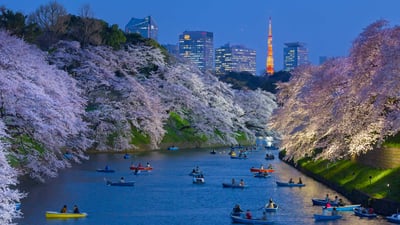 Bing wallpaper March 5, 2023. Cherry trees in full bloom near the Imperial Palace with Tokyo Tower in the background, Tokyo, Japan (© Jon Arnold/Danita Delimont)