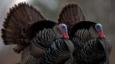 Bing wallpaper November 28, 2024. Wild turkeys, New York (© John Cancalosi/Alamy)