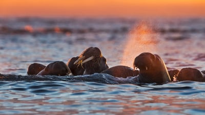 Bing wallpaper January 19, 2020. Walruses near Kvitøya in the Svalbard archipelago, Norway (© Ole Jorgen Liodden/Minden Pictures)