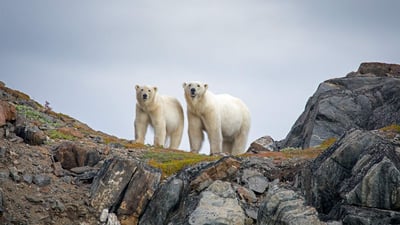 Bing wallpaper November 2, 2020. Polar bears in Torngat Mountains National Park, Canada (© Cavan Images/Offset by Shutterstock)